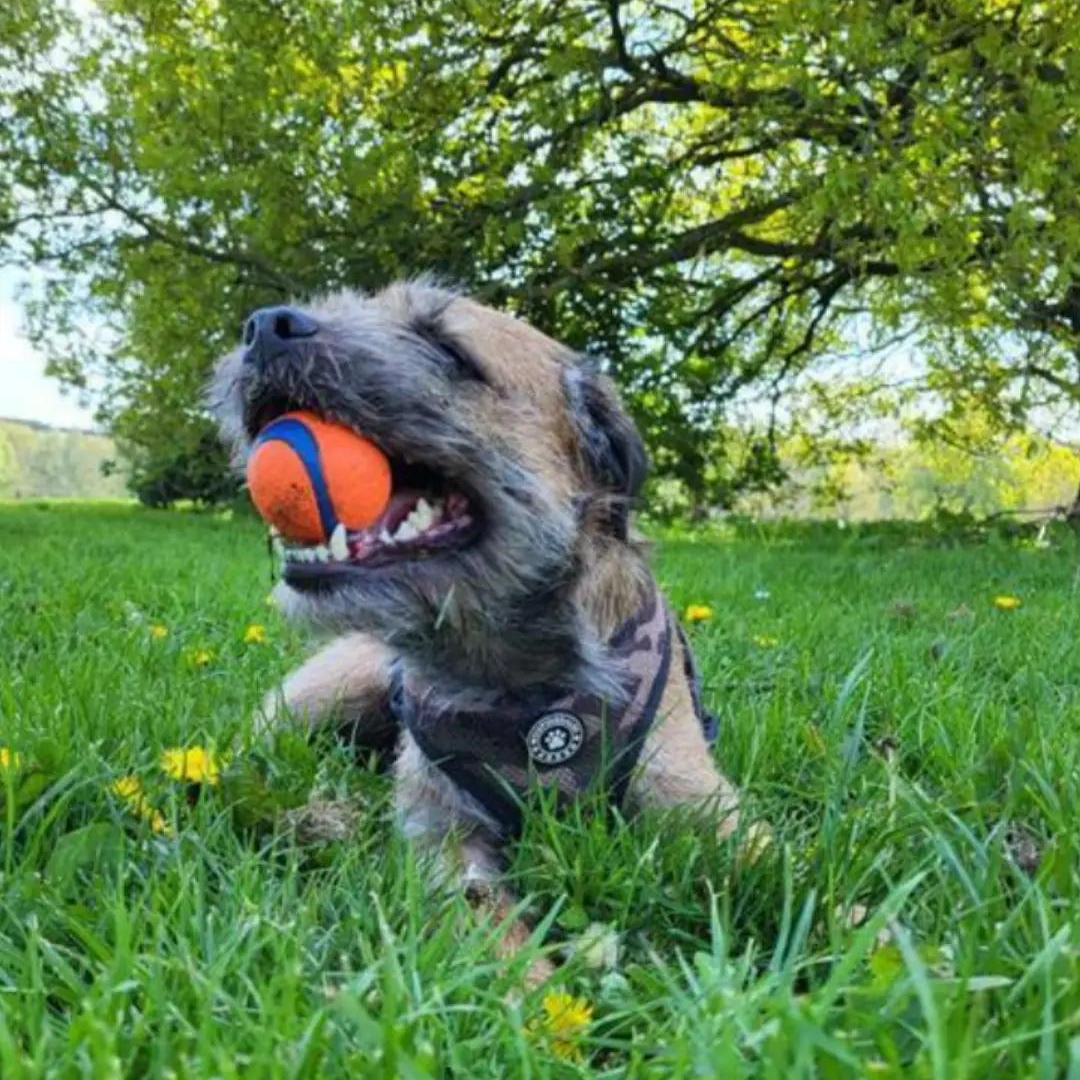 Every dog and puppy loves ChuckIt! Balls, Launchers, Flyers etc. Squeaky balls and lots more. At Balham Bark dog Store.