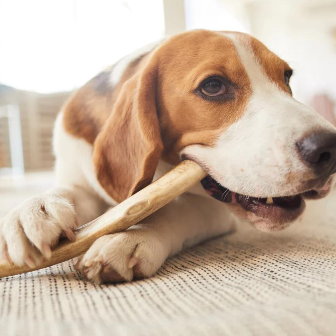 Pet Show near Clapham: Balham Bark Doggy Store is full of natural, tasty and healthy treats and chews.