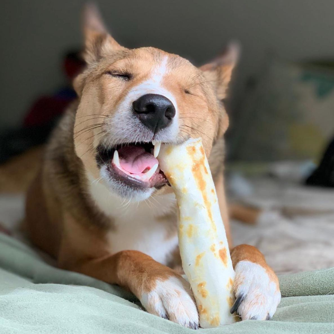 Pet Store in Balham: Long lasting, healthy, tasty and nutritious dog and puppy chews by Earth Animal No Hide.