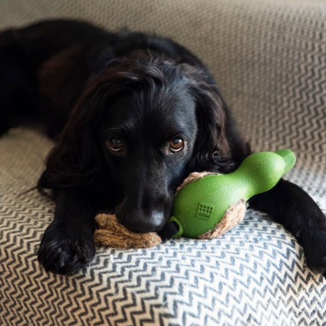 Lots of amazing dog and puppy toys for all age groups. Balham Bark Doggy store in Balham, close to Streatham, Tooting, Clapham, Wandsworth.