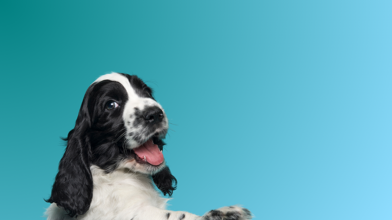 Balham Bark Doggy Store very cute spaniel puppy dog