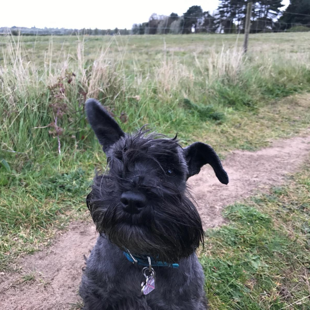 Gorgeous Frida Mini Black Schnauzer in Balham