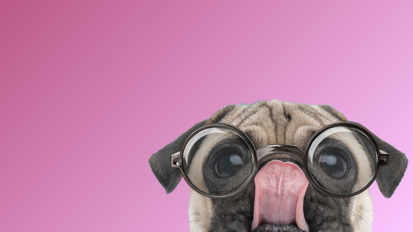 Balham Bark Dogy Store Funny Faced Pug Dog