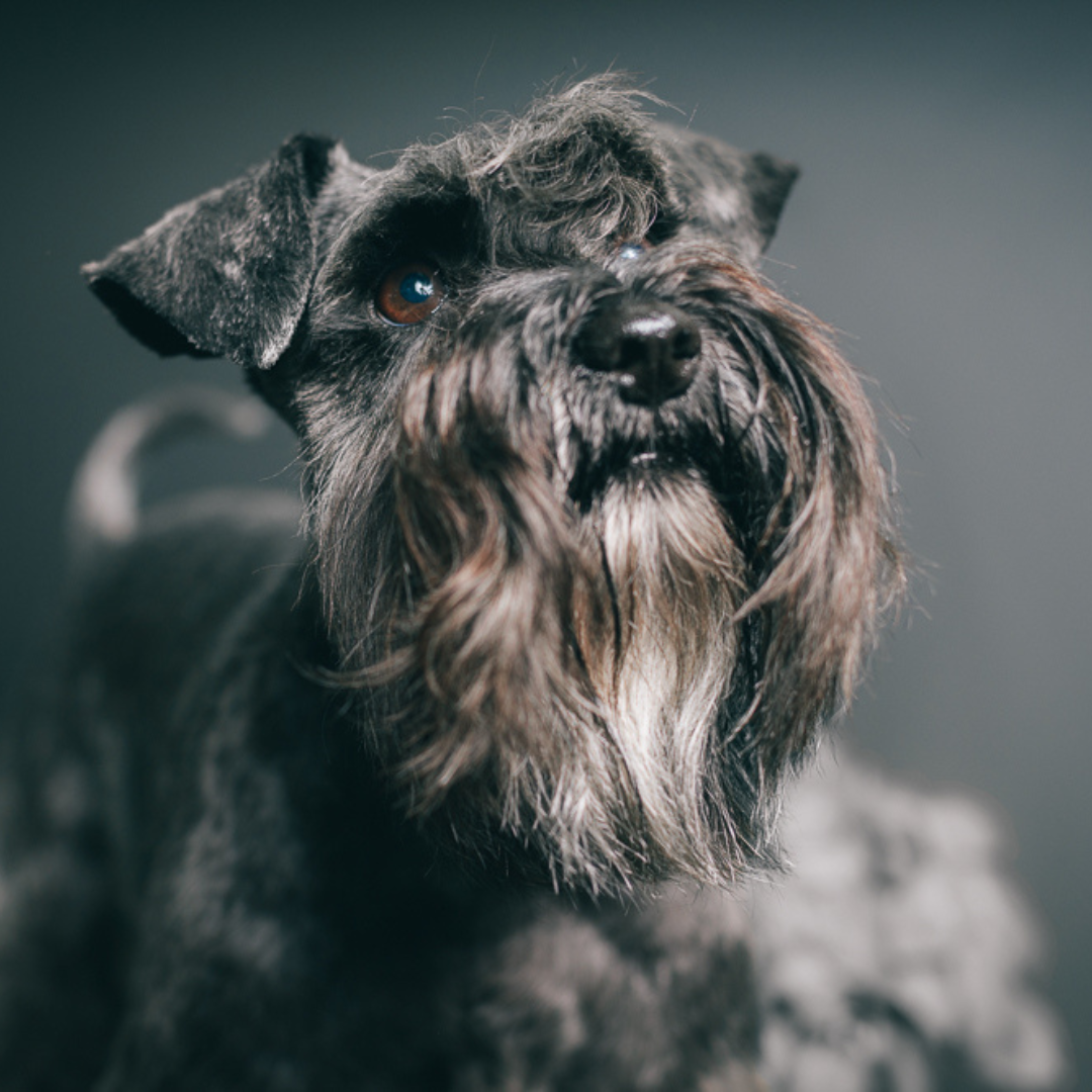 Balham Bark Doggy Store Frida Miniature Black Schnauzer