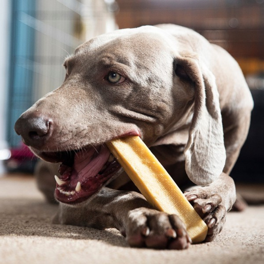 Pet Store in Balham South West London. Natural, healthy, low fat, long lasting Yak dog and puppy treats and chews