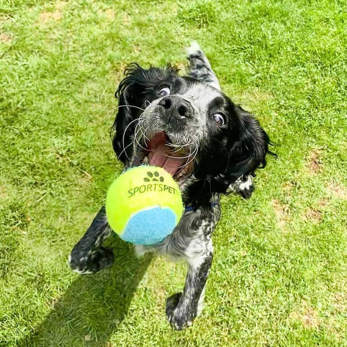 Our Pet Shop in Balham South West London, close to Streatham has lots of dog and puppy toys including balls. Squeaky and non Squeaky balls for all dogs and puppies.