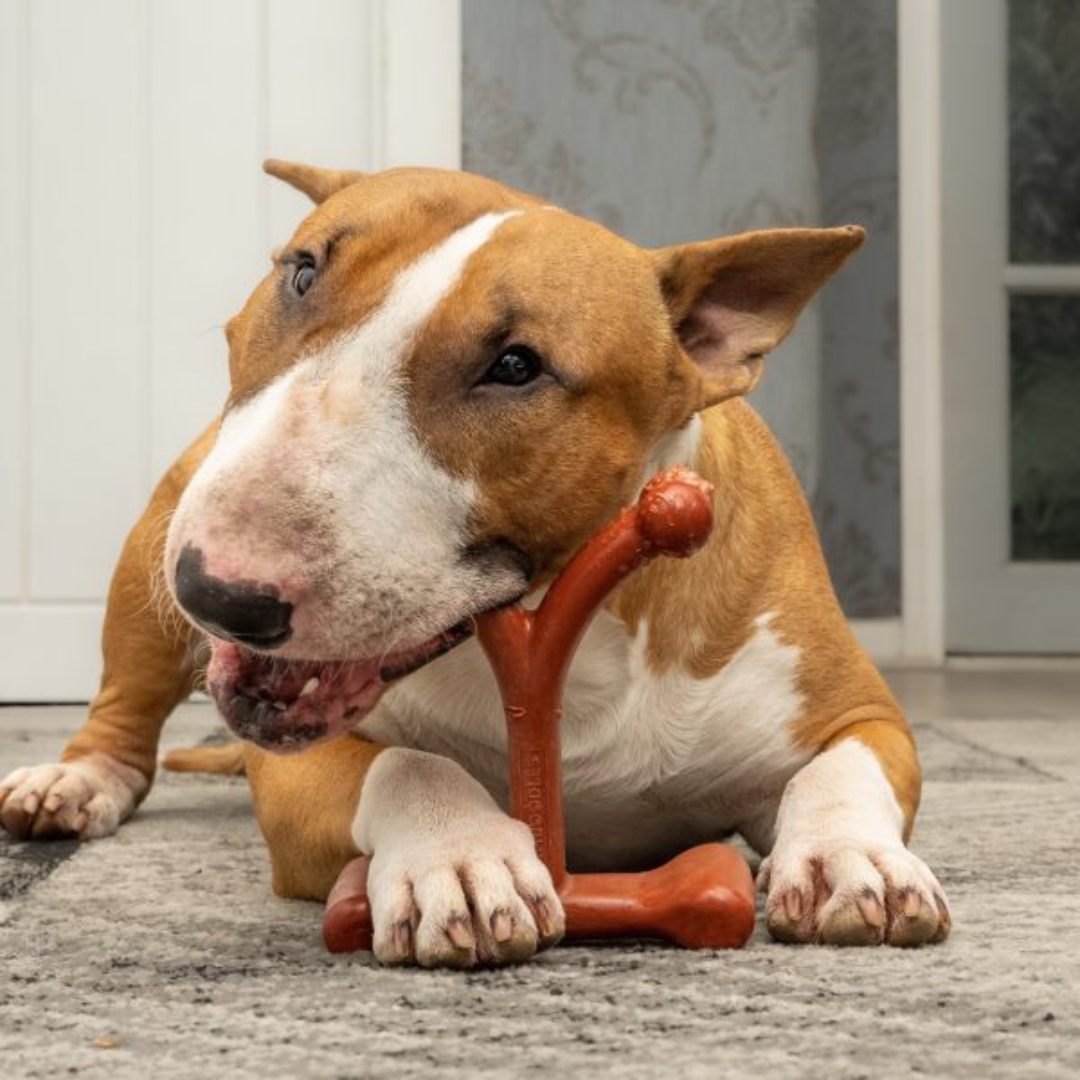 Long lasting dog chews for the toughest chewers now at Balham Bark Dog Store | Pet Store & Shop in Balham, near to Clapham.